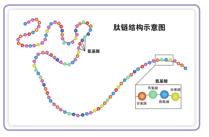 肽的结构示意图