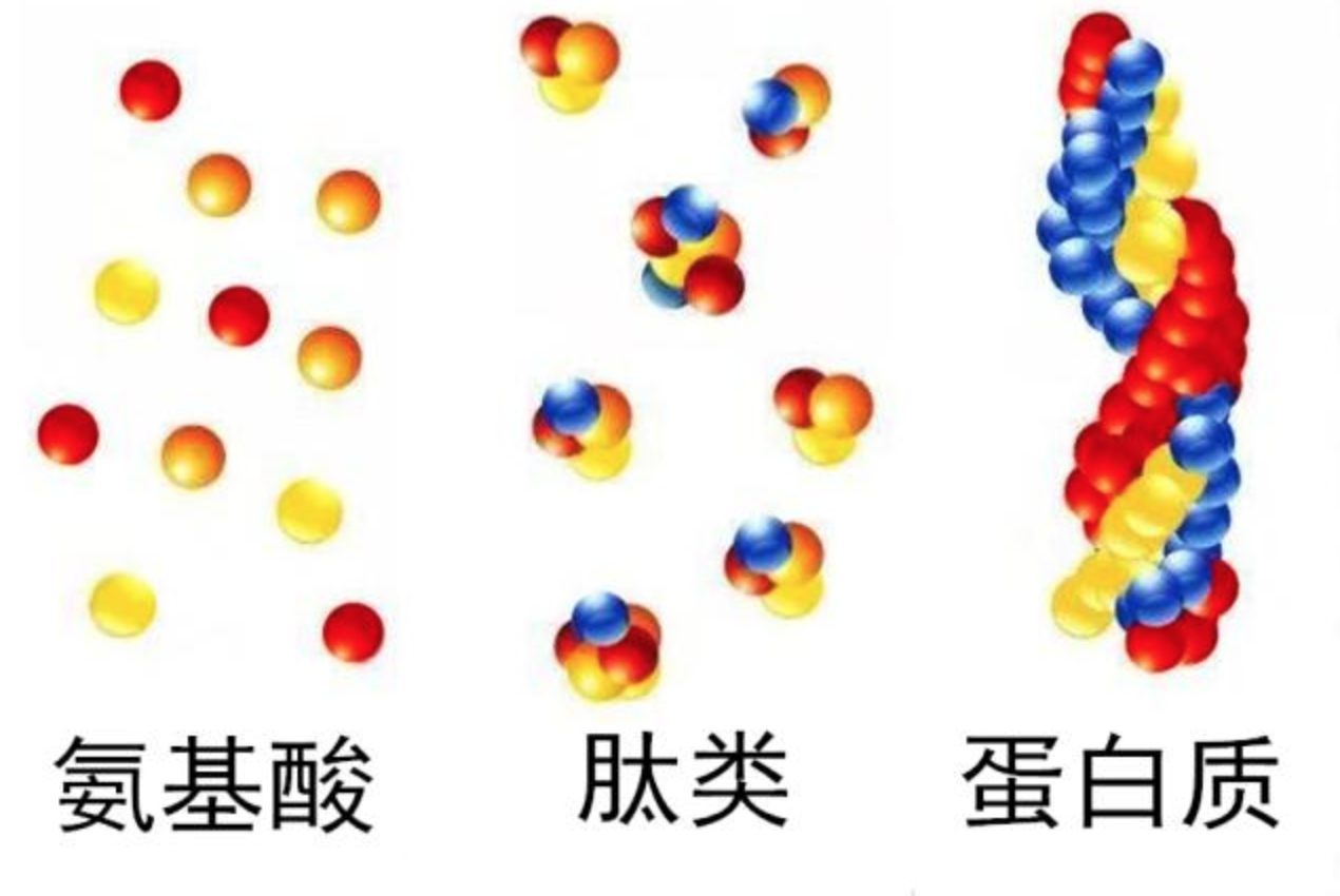 小恶分子肽与氨基酸区别