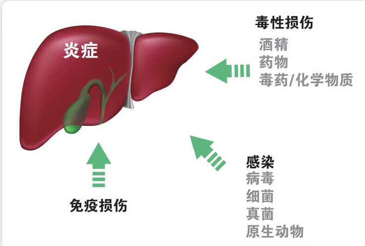 小分子活性肽与肝的关系
