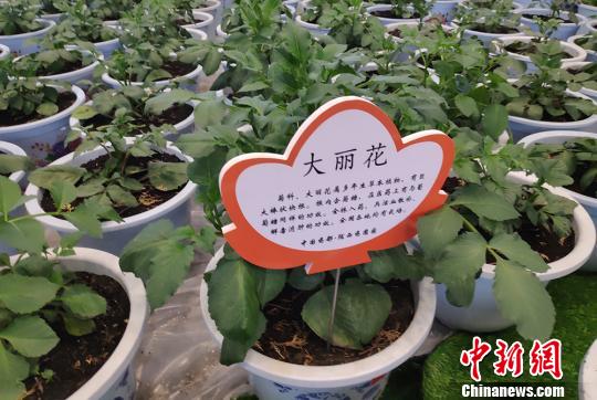 图为药用植物展示。　钟欣 摄