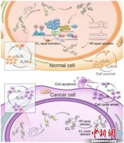 helicenium选择性杀伤肿瘤细胞的分子机制。研究示意图